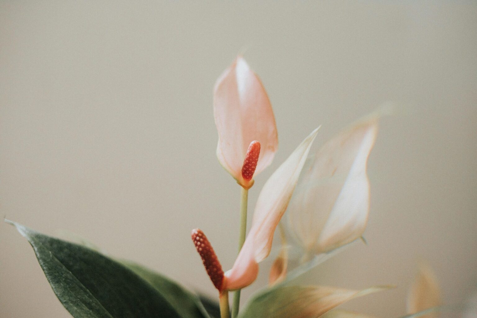 psicólogas trauma barcelona